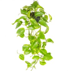 Epipremnum Aureum